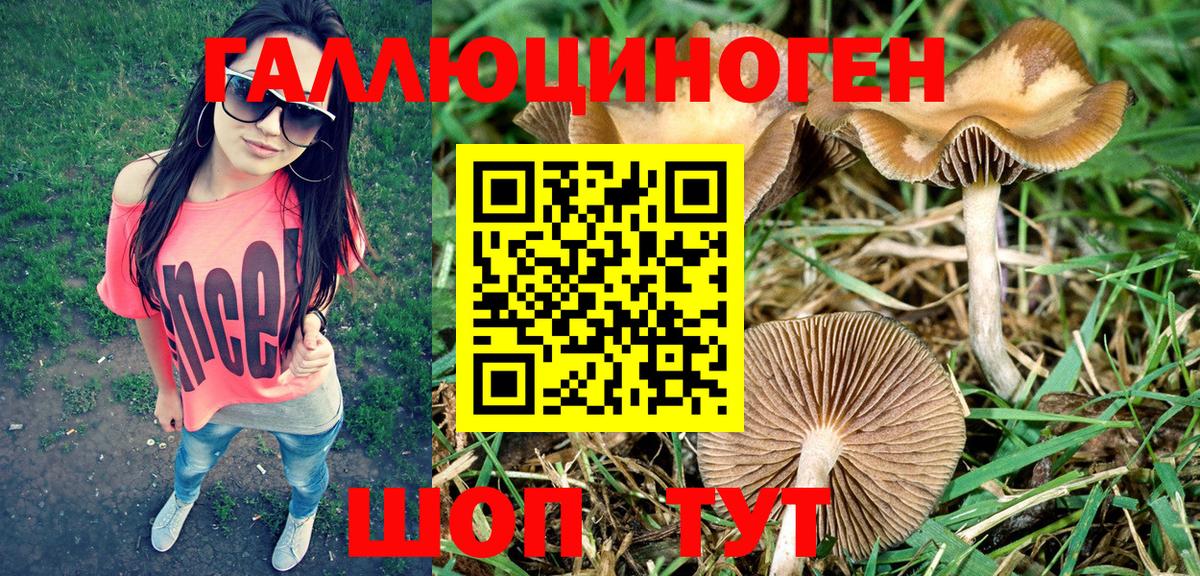 Галлюциногенные грибы Psilocybine cubensis Хасавюрт